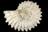 Bumpy Douvilleiceras Ammonite - Madagascar #79125-1